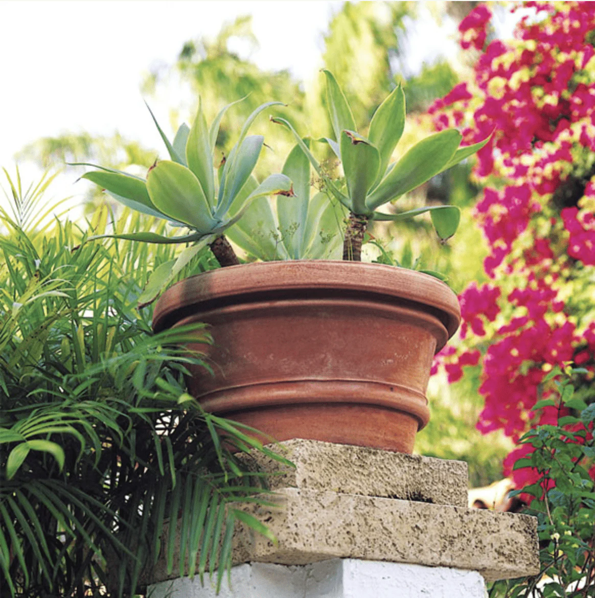 Italian Terracotta Artisan Squat Rolled Rim Pot - Image 6
