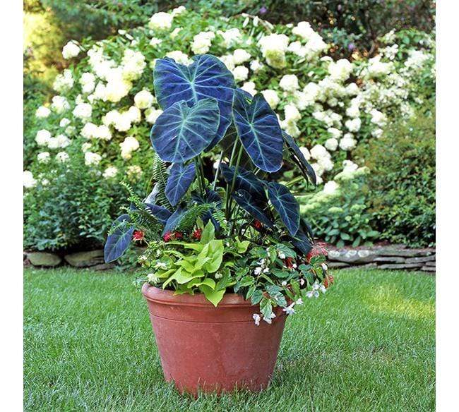 Italian Terracotta Hartford Critter Planter - Image 3