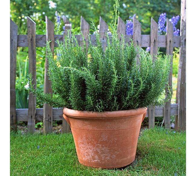 Italian Terracotta Hartford Critter Planter - Image 4
