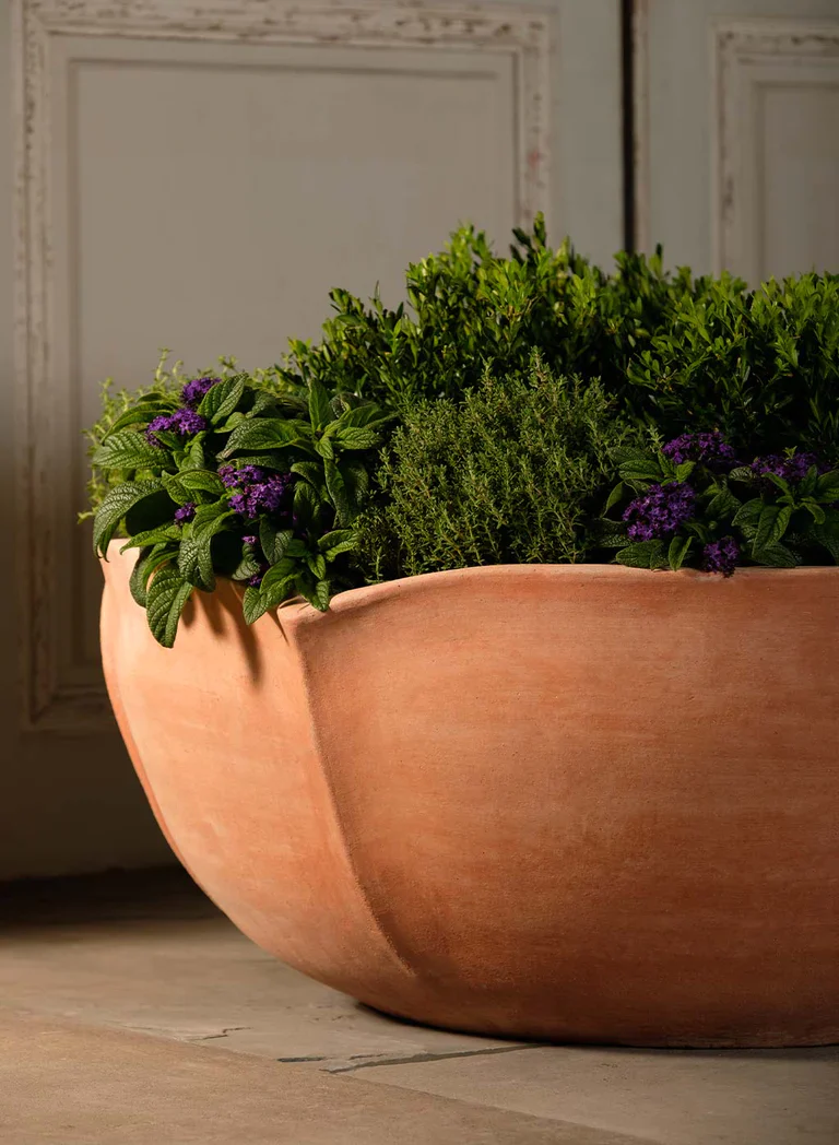 Italian Terracotta Hellebore Planter - Image 3