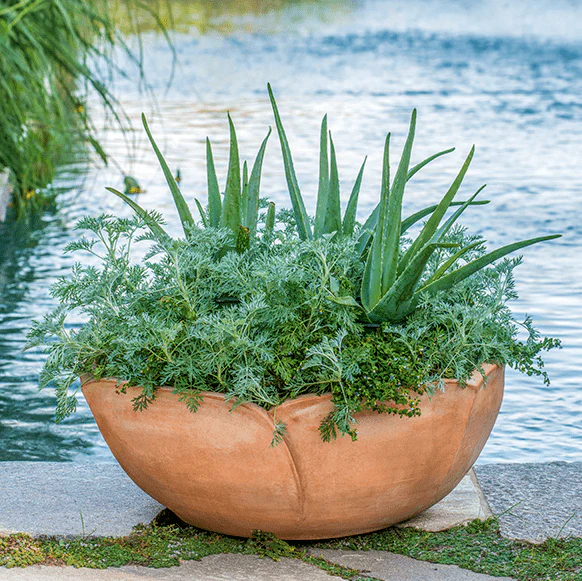 Italian Terracotta Hellebore Planter - Image 5