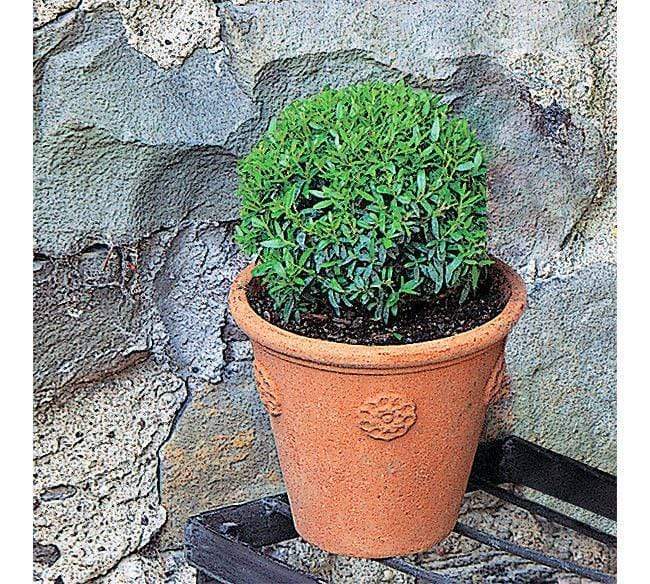 Little Rosette Italian Terracotta Planter - Image 3