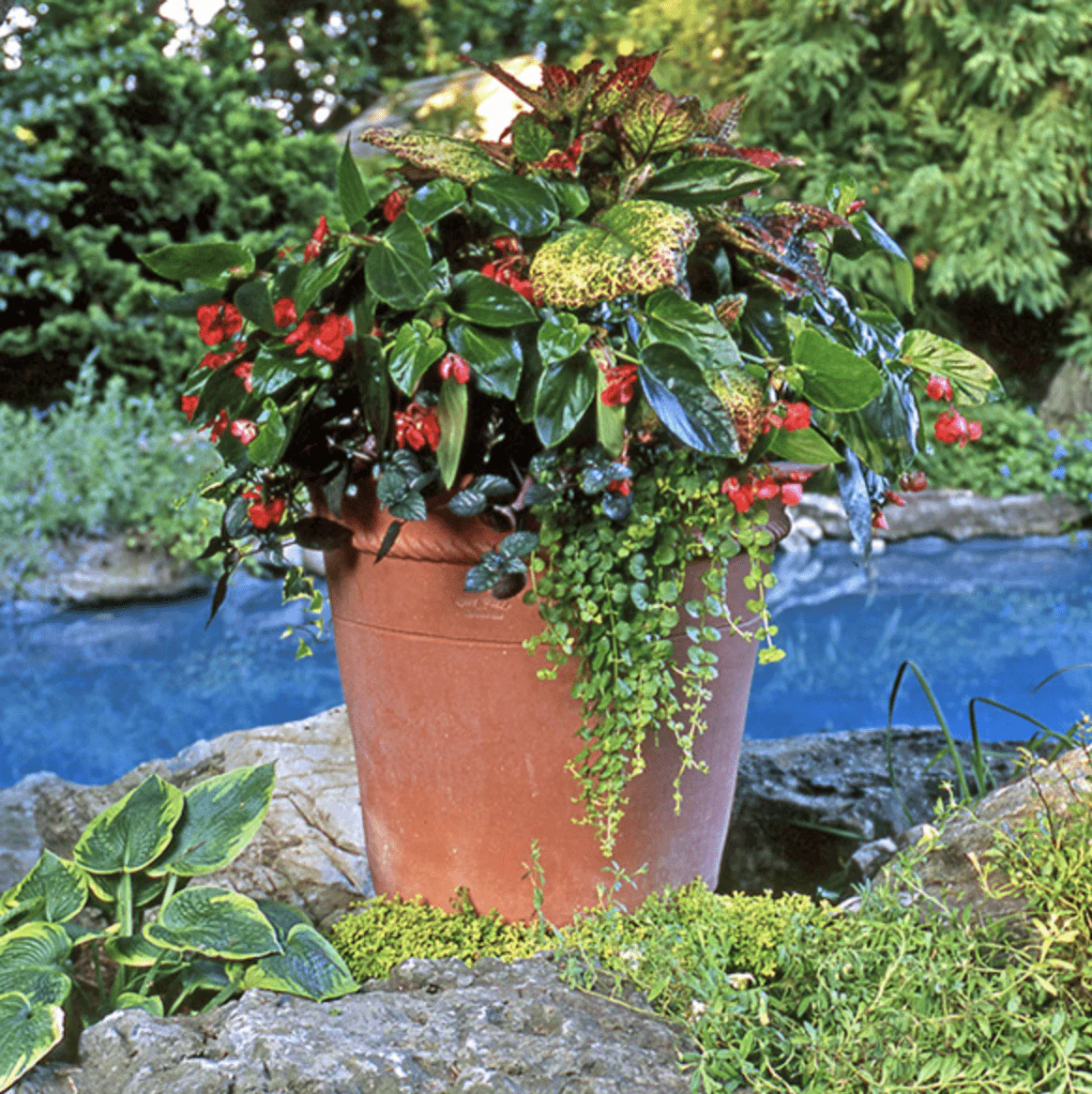 Italian Terracotta Peale Planter Pot - Image 3